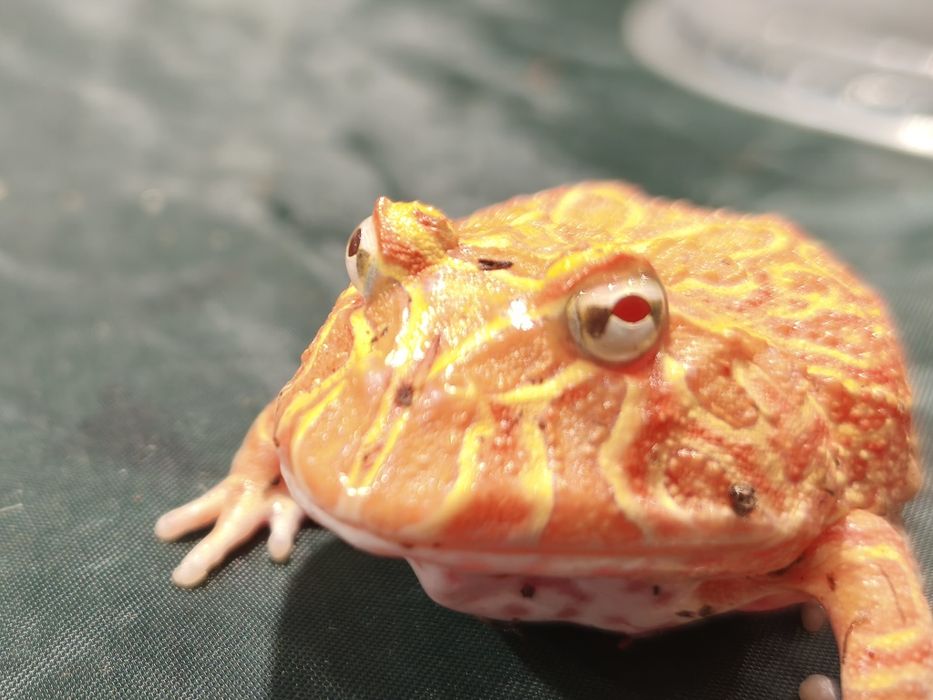 Żaba rogata Strawberry (Pacman frog) – unikalna barwa, zdrowa, Wałbrzy