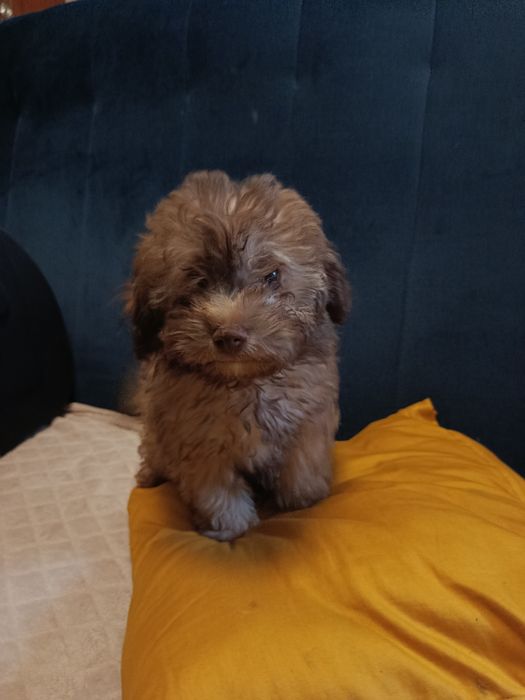 Maltipoo piesek!!!