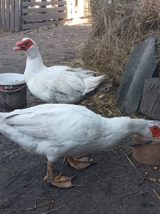 Продам качки шипуни