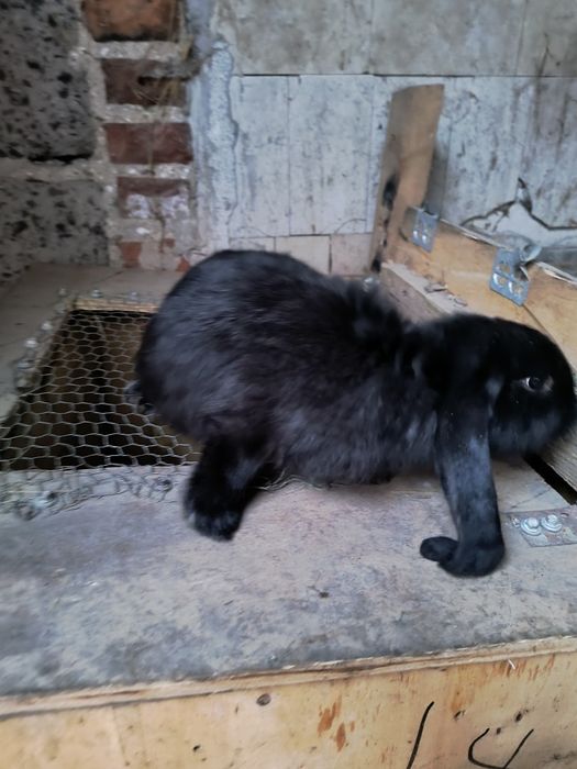 Króliki barany francuskie