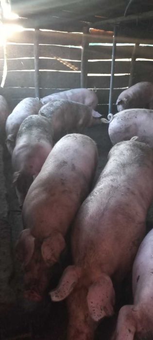Продам свині живою вагою 180-200 кг.