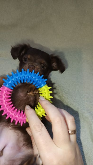 Мініатюрна Дюймовочка)