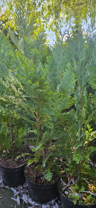 Cyprys Lawsona columnaris - producent