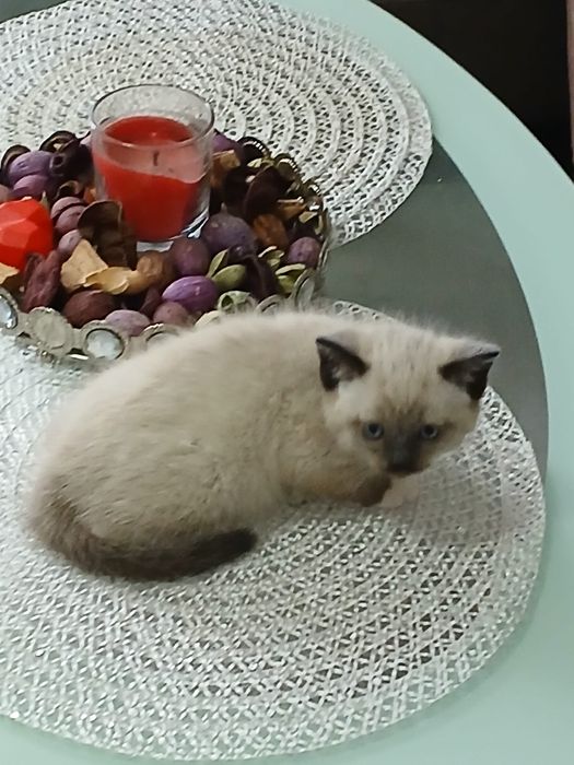Ragdoll śliczna kotka