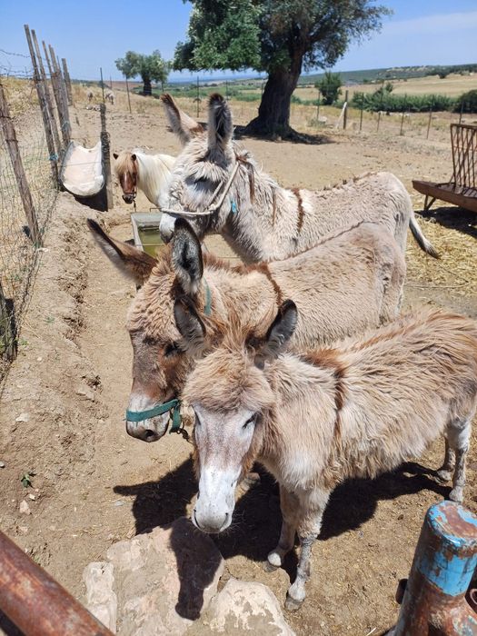 Vende-se casal de burros com filhote e um ponei