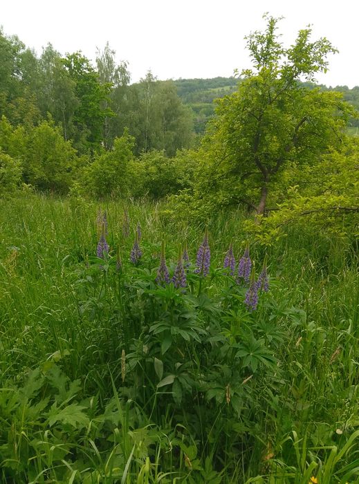 Świeże gałązki jabłoni dla gryzoni 1 kg