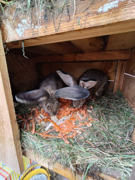 Olbrzymy Belgijskie samce