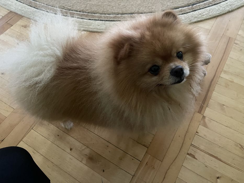 Мальчик померанского шпица ищет девочку для вязки