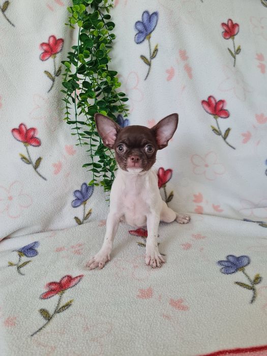 Excelente mini menina Chihuahua/Chiuaua LinhagemRussa de Qualidade