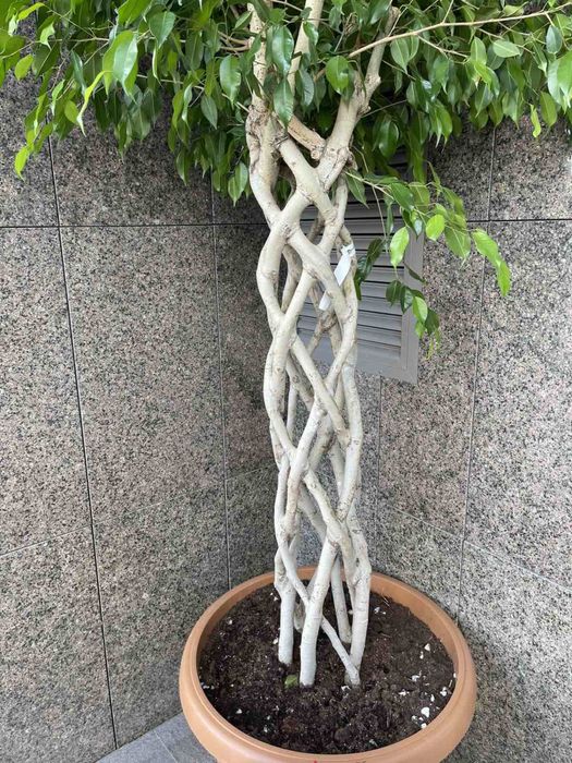 Фікус Бенджаміна (2)