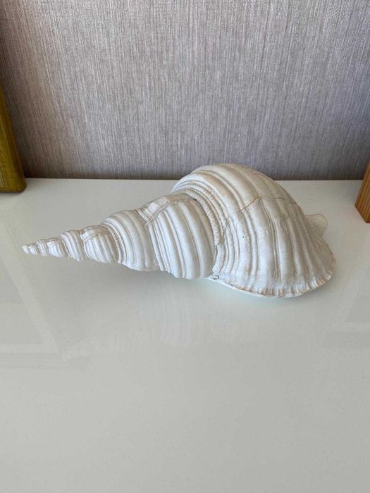 Búzio decorativo