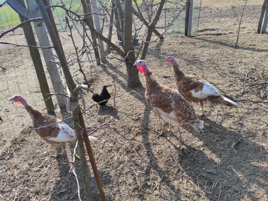 Indyki, indor, indyczka