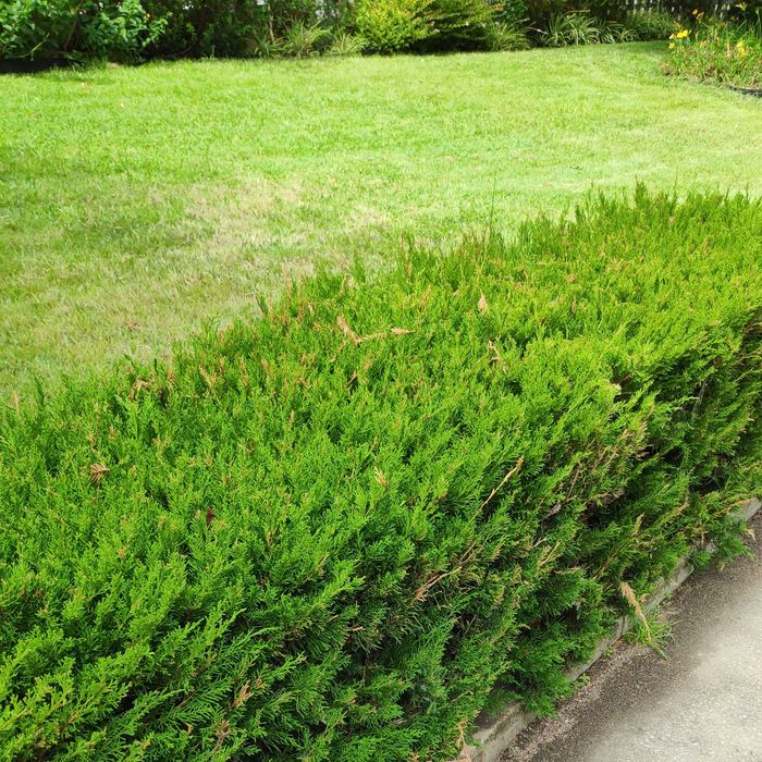 Serviços de Jardinagem, Limpeza de Terrenos, Podas, Sistemas de Rega