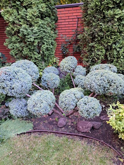 Профессиональная обрезка сада!