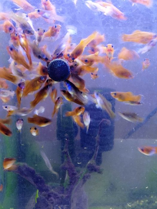 Mieczyki czarne (rzadkość) i czerwone-3zł szt