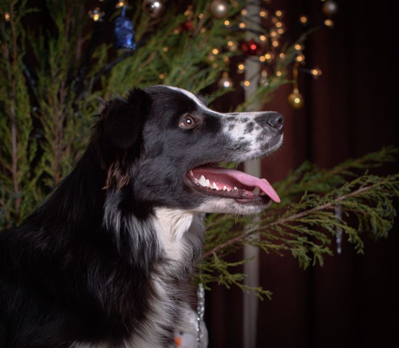 Цуценята бордер коллі Бордер колли Бордер колі