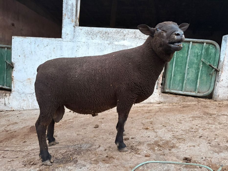Vendo o meu carneiro