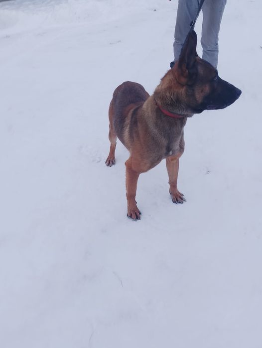 Oddam za darmo owczarek belgijski