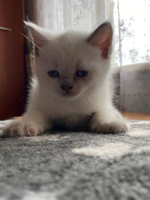 Шотланские котята