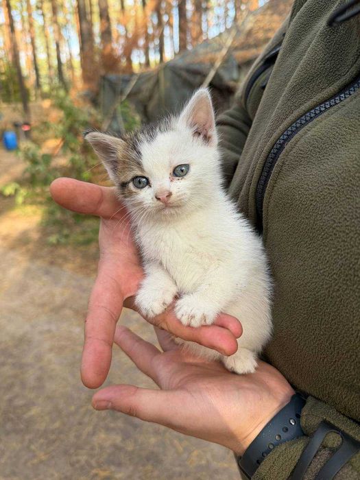Військові кошенята з лісу шукають родину