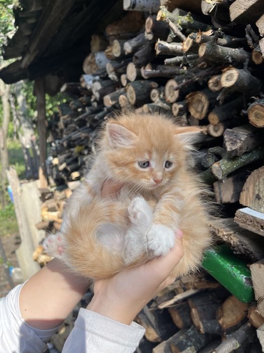 Продам котенка мальчик