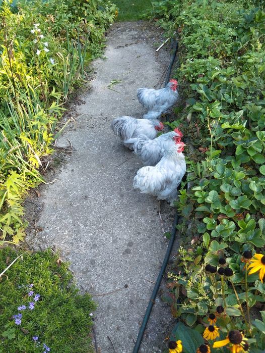 Kochin lawendowy kogutki KOCHINKI