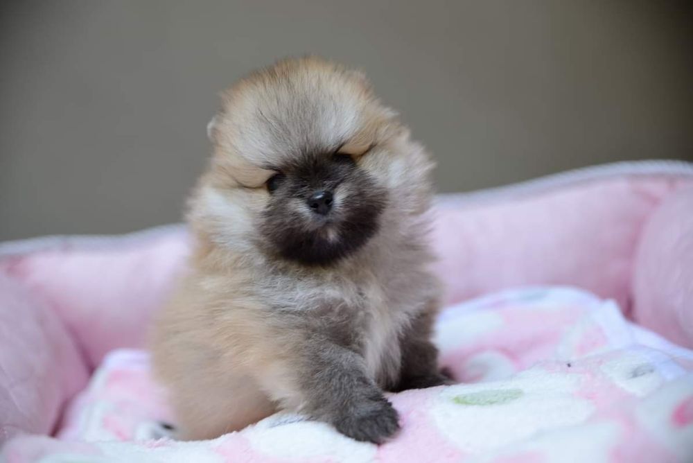 Pomeranian micro sunia xxxs