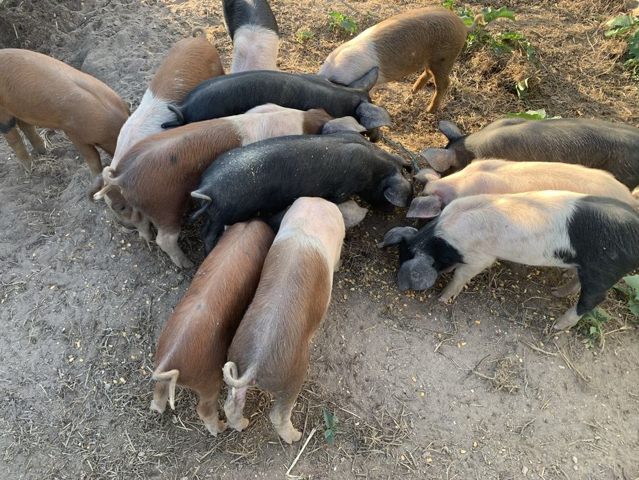Leitões Bísaro x Duroc