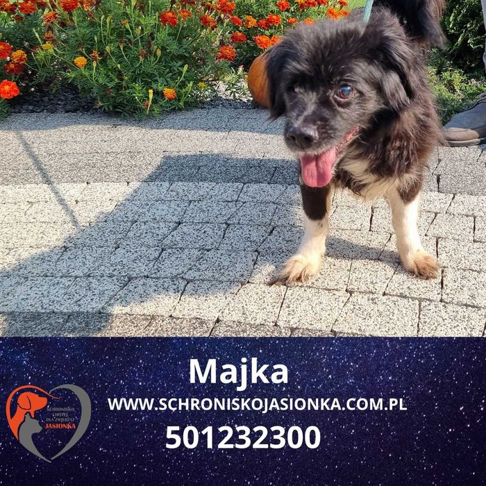 Majka do adopcji – Schronisko Jasionka