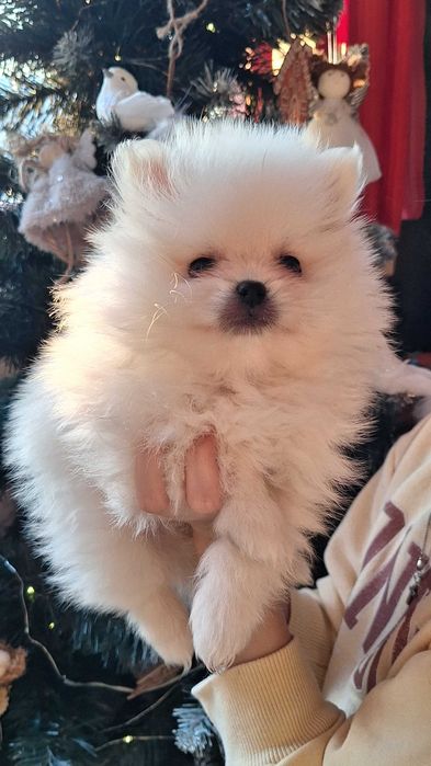 Супер мальчишки Померашки