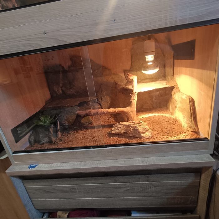 2 agamy brodate + terrarium