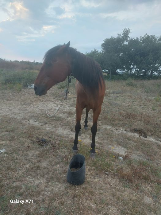 Egua  mansa  montada