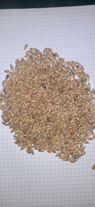 Kukurydza sucha gnieciona kruszona walcowana