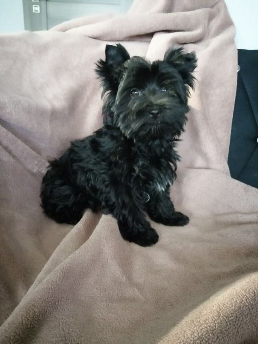 Yorkshire Terrier czarna  suczka dziewczynka rodowód