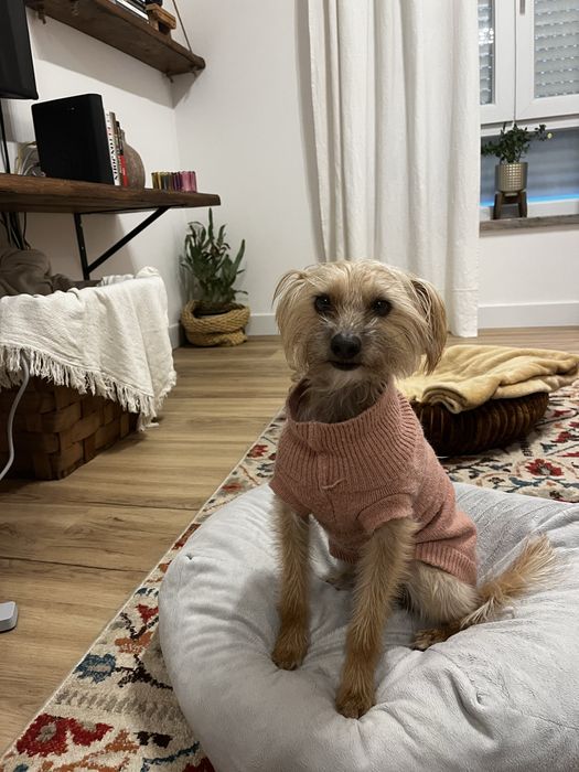 Pet Sitter  & Dog Walker - Almada e Lisboa