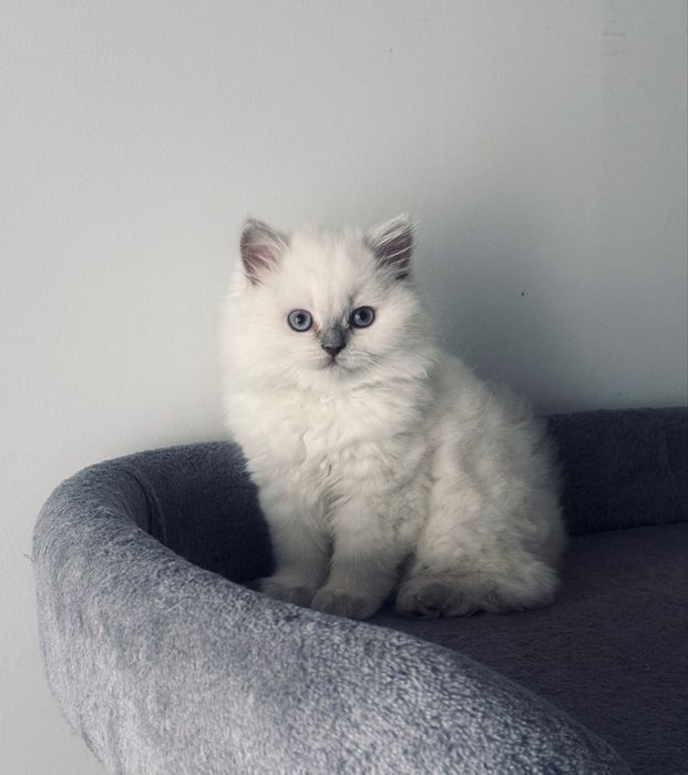 Kot brytyjski niebieski / liliowy point kocur