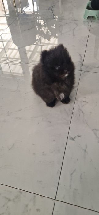 Szpic miniaturowy Pomeranian