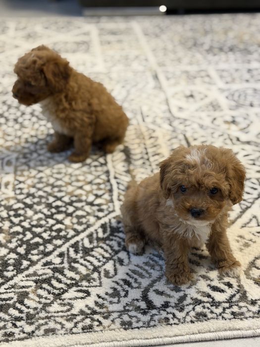 Cavapoo pudel toy uroczy piesek