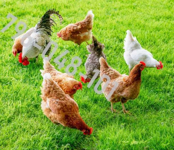 Kury Nioski Kolorowe Rosa Dominant Leghorn Lohman Leghorn