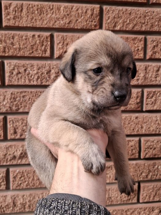 Щенки. Канадский дог. Метис. Цуценята