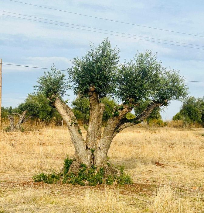 Oliveiras centenárias