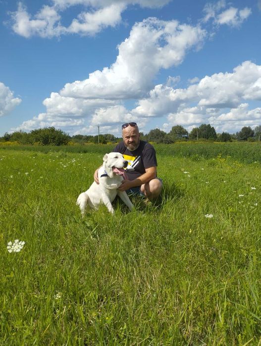 Среднеазиатская овчарка