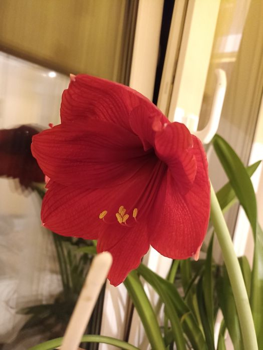 Гіпеаструм червоний