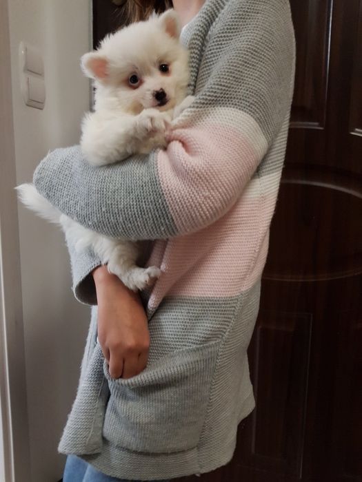 Pomeranian boo aktualne