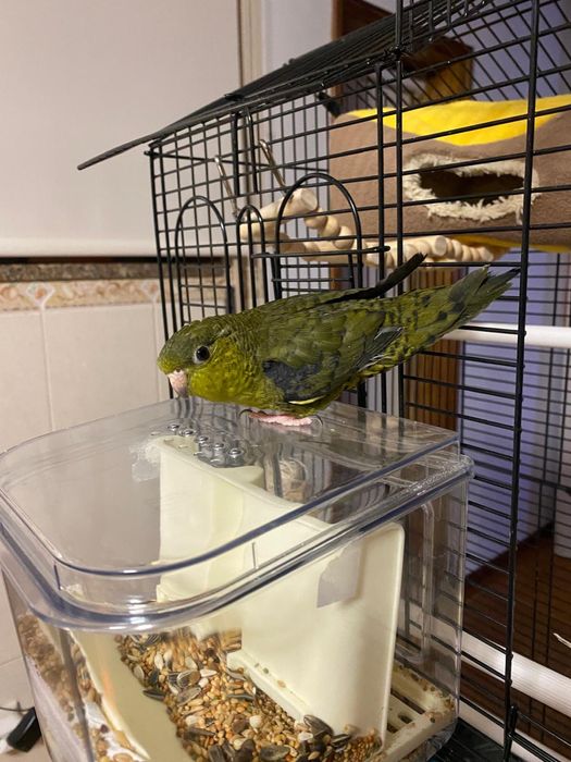 Cedencia de aves mais gaiola