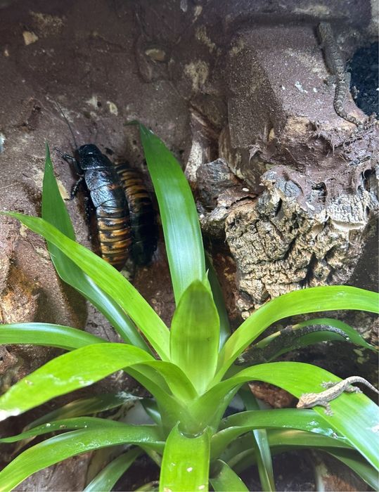 Gekon płaczący gekon jaszczurka isopody prosionki czikczak