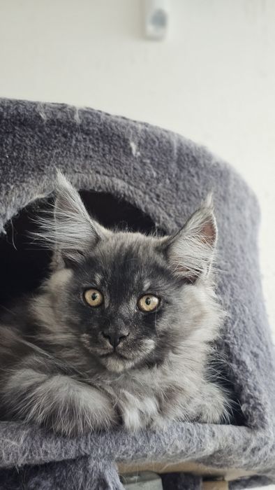 Котик породы мейн-кун