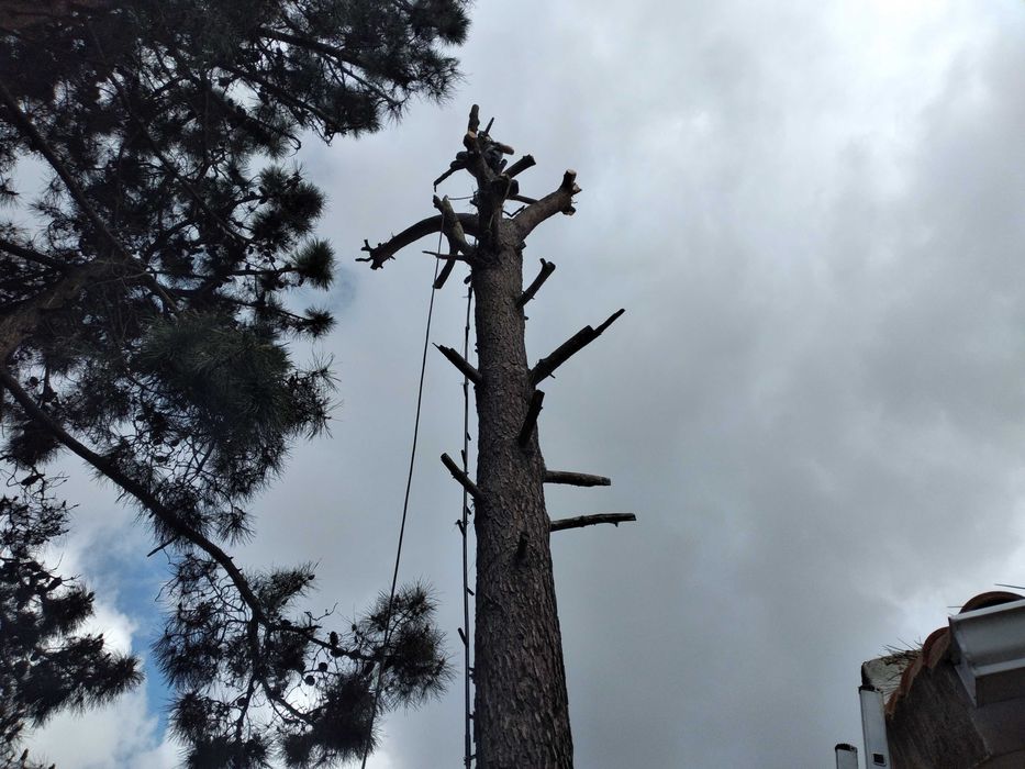 Limpeza de terrenos cortes e podas de árvores.