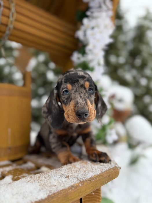 Wyjątkowy piesek jamnik miniaturowy blue merle metryka wyprawka ...