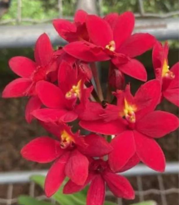 Orquideas variadas